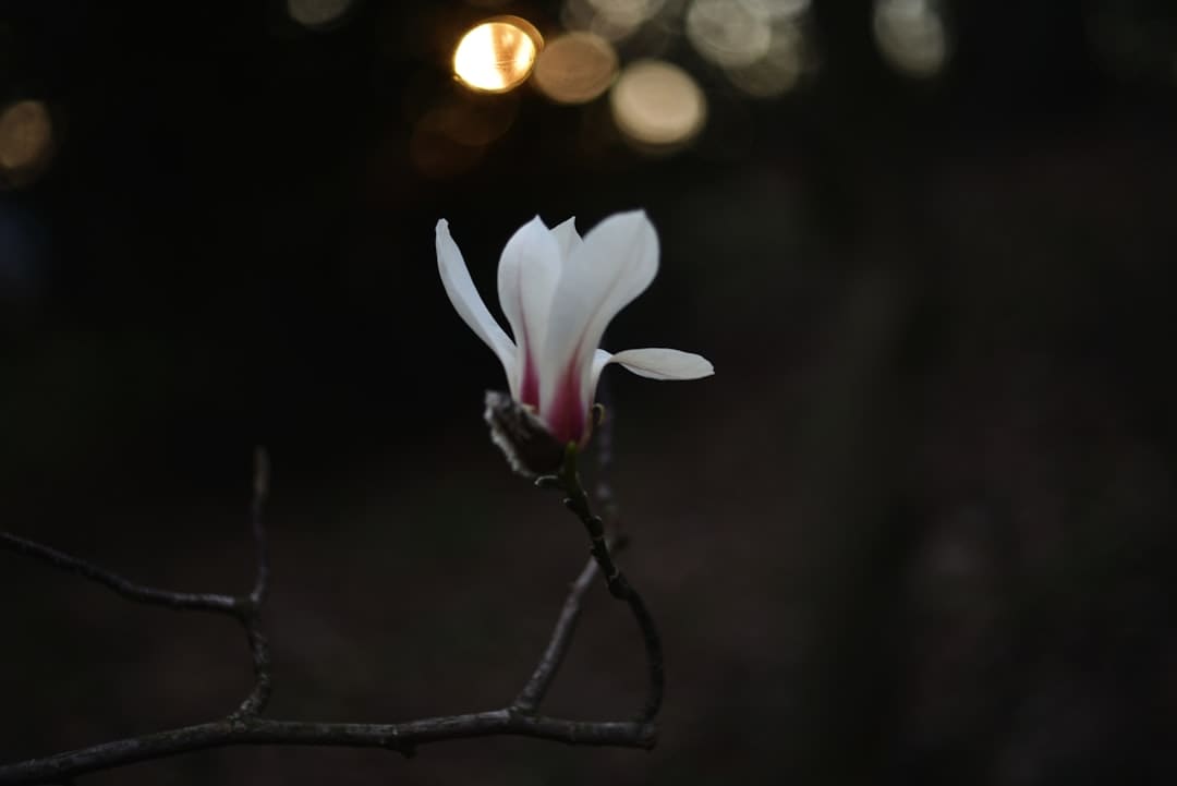 《锦月如歌》是重生吗 锦月如歌大结局是什么